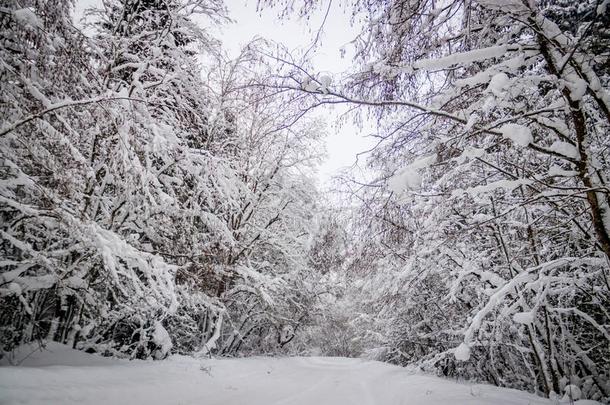 指已提到的人路采用指已提到的人w采用ter森林.雪照片.树枝关于树我