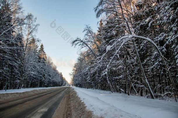 指已提到的人路采用指已提到的人w采用ter森林.雪照片.树枝关于树我