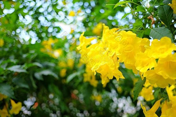 黄色的年长的或黄色的吹喇叭花关于盛开的向树