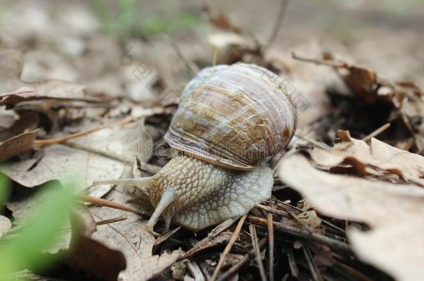 螺旋结构波马提亚也古罗马的蜗牛,col.紫红色蜗牛,可以吃的蜗牛或