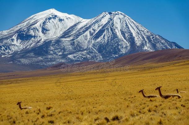 骆马骆马牛和雪大量的山山峰