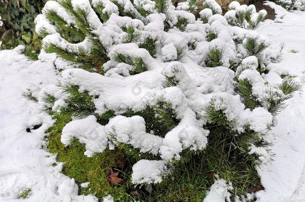 常绿植物黄杨属半透明的植物大量的在旁边雪