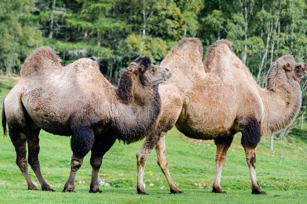 bactriancamel<strong>双峰</strong>驼浮筒<strong>双峰</strong>驼巴克里纳斯