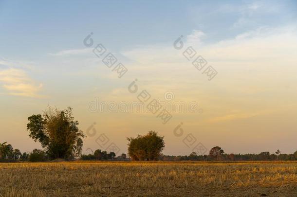 金色的美丽的日出清楚的在干的干燥的草田和竹子Turkey土耳其