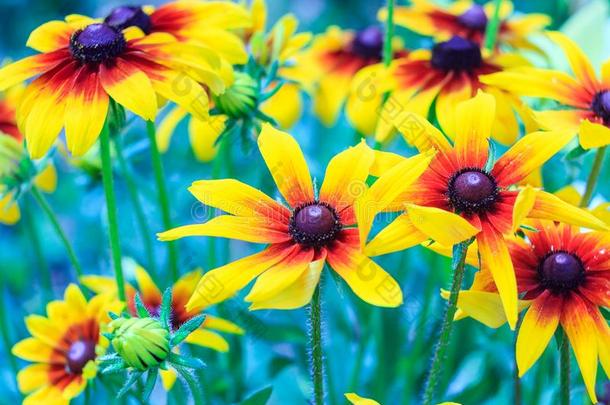 花关于金光菊属植物赫塔,花关于黑的-有眼的苏珊采用garden花园