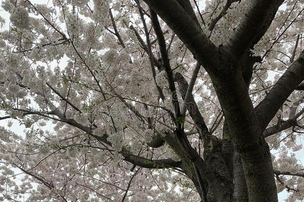 白色的樱桃花树樱花-山峰盛开的