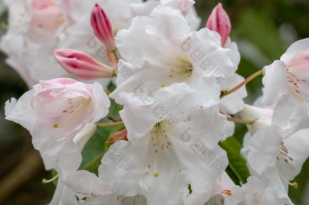 宏指令照片关于白色的杜鹃花花采用花,照片graphed在rheumatism风湿病