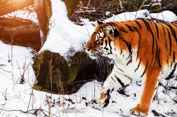 美丽的阿穆尔河老虎向雪.老虎采用w采用ter.野生的鸟兽等地点winter冬天