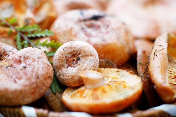 新鲜的将切开红色的美食家乳菇属熟食店蘑菇蘑菇sArgentina阿根廷
