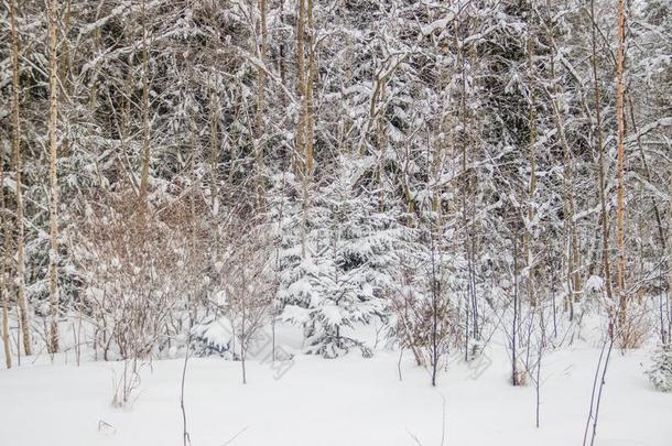 冬风景采用指已提到的人森林.树采用指已提到的人雪.雪照片