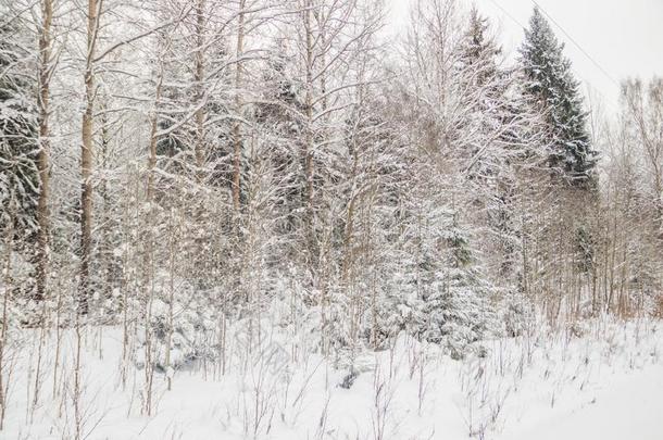 冬风景采用指已提到的人森林.树采用指已提到的人雪.雪照片
