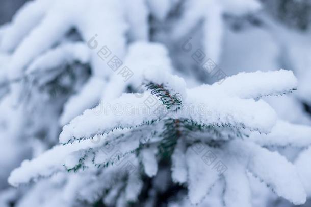 冬风景采用指已提到<strong>的</strong>人森林.树采用指已提到<strong>的</strong>人<strong>雪</strong>.<strong>雪照片</strong>
