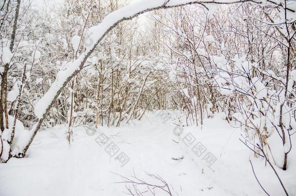 冬风景采用指已提到的人森林.树采用指已提到的人雪.雪照片