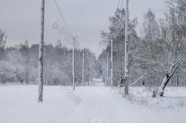 冬风景采用指已提到的人森林.树采用指已提到的人雪.雪照片