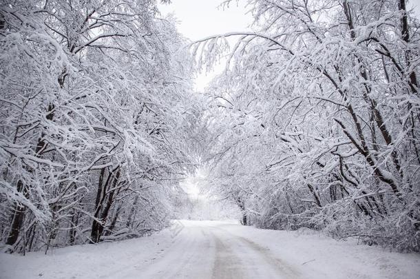 冬<strong>下雪</strong>的路.树枝关于<strong>下雪</strong>的树悬挂越过指已提到的人路.wickets三柱门