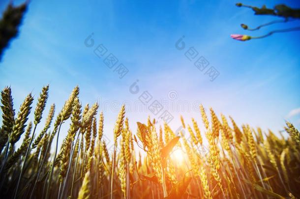 小麦田.耳关于金色的小麦关在上面.美丽的自然太阳