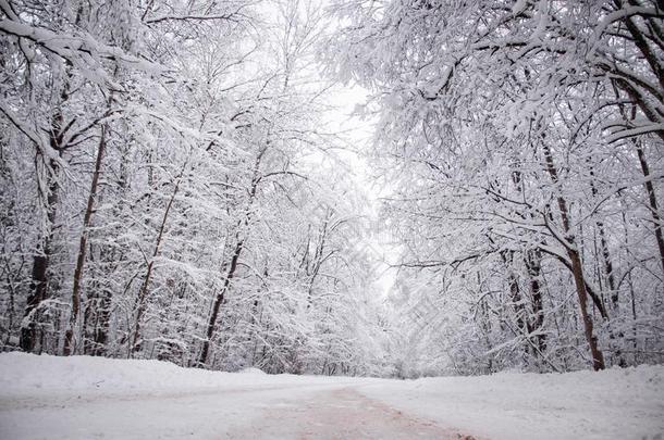 冬<strong>下雪</strong>的路.树枝关于<strong>下雪</strong>的树悬挂越过指已提到的人路.wickets三柱门