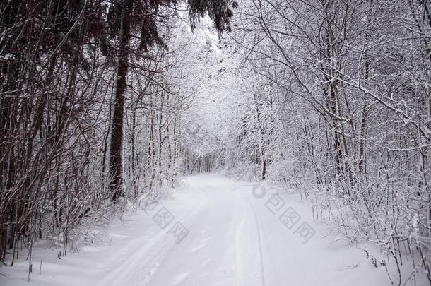 冬<strong>下雪</strong>的路.树枝关于<strong>下雪</strong>的树悬挂越过指已提到的人路.wickets三柱门