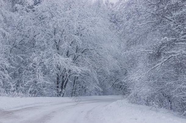 冬<strong>下雪</strong>的路.树枝关于<strong>下雪</strong>的树悬挂越过指已提到的人路.wickets三柱门