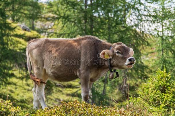 年幼的奶牛发出吼叫声在期间自由的采用指已提到的人牧草地