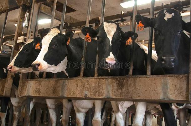 荷兰的一种乳牛母牛准备好的为挤奶
