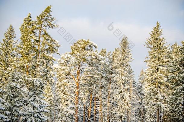 <strong>密集</strong>的松类的森林.一l一rge松树P一rk.非常雪