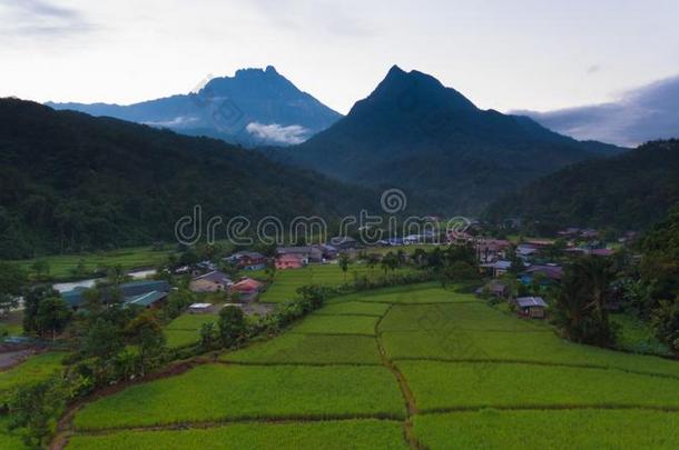 登上基纳巴卢山稻田