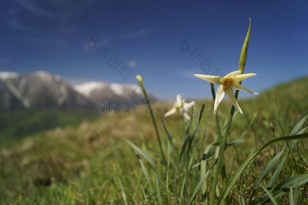 野生的黄水仙,麻醉药-水仙放射状花属(Radiiflorus)