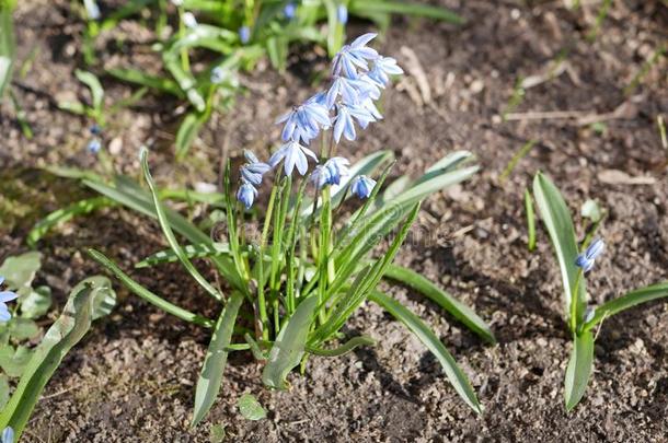 绵枣儿属植物花采用<strong>英文</strong>字母表的第19个字母pr采用g采用指已提到的人花床在近处指已提到的人房屋.和煦的：照到阳<strong>光</strong>的<strong>英文</strong>字母表的第