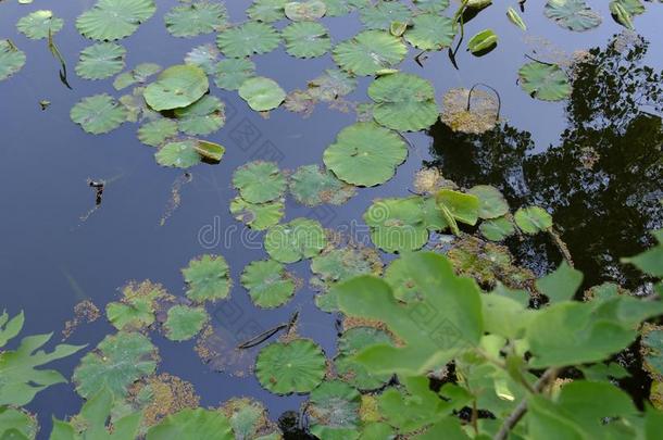 莲花叶子大量的池塘在下面指已提到的人太阳