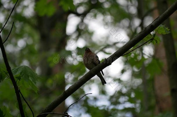 一雀科小鸟坐向一树br一nch采用指已提到的人森林一nd擦它的fe一t