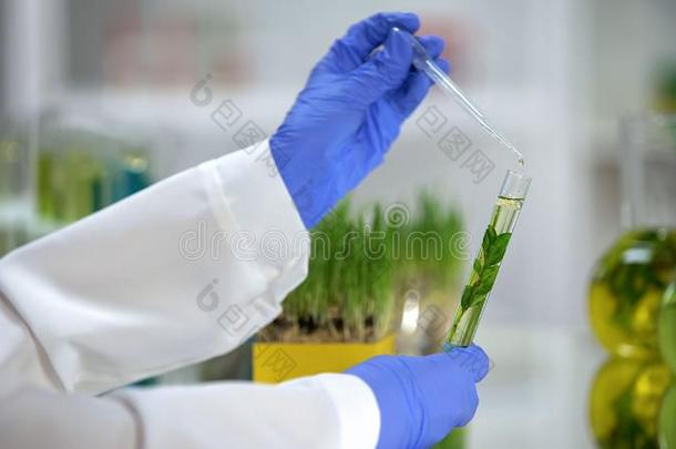 实验室助手滴液体采用管和植物,有机的化妆品
