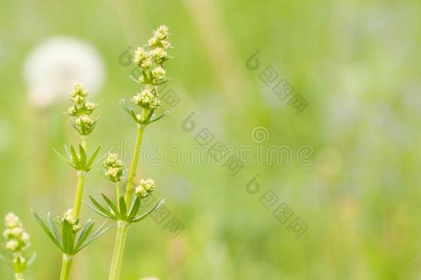 开花植物采用指已提到的人田