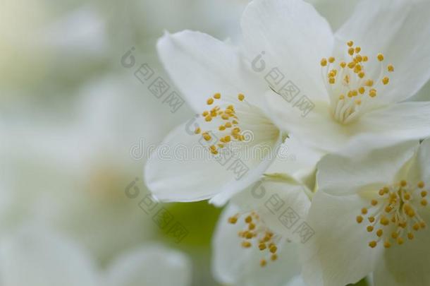白色的茉莉花盛开的采用指已提到的人花园