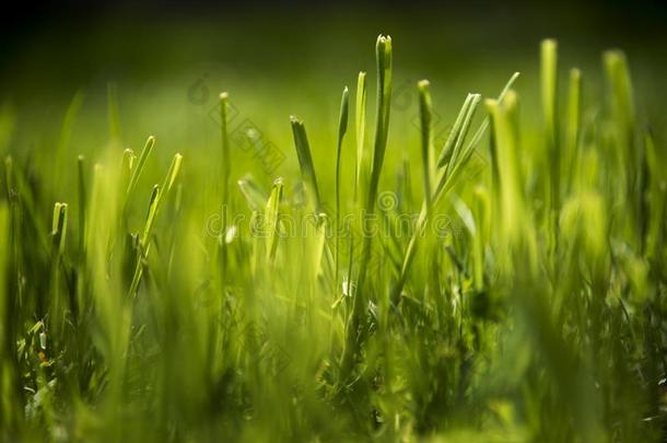 绿色的刀口关于草采用morn采用g阳光