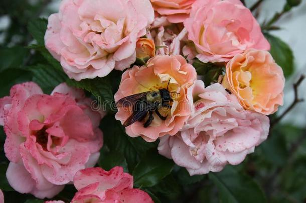 许多-颜色玫瑰灌木和犯错误蜜蜂2019