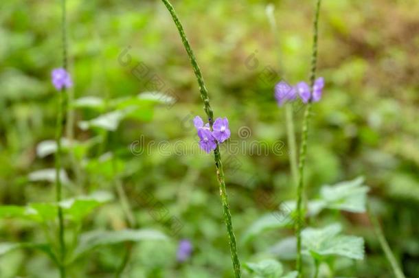 <strong>马鞭草</strong>属植物单纯的Leym.或狭隘的-有叶的<strong>马鞭草</strong>属的植物和焦外成像后面