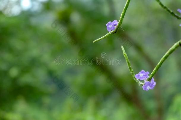 <strong>马鞭草</strong>属植物单纯的布局.或狭隘的-有叶的<strong>马鞭草</strong>属的植物和焦外成像后面