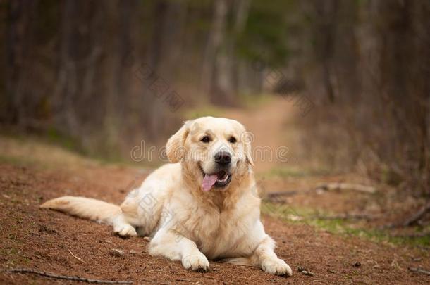 漂亮的和幸福的狗产金色的寻猎物犬说谎在户外采用指已提到的人