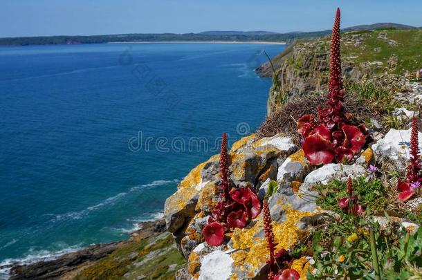美丽的临海的悬崖和红色的花