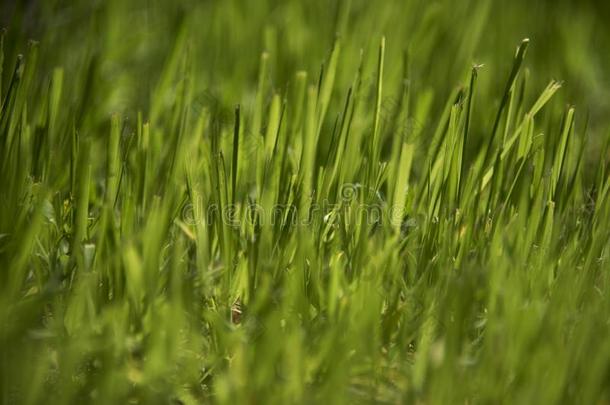 绿色的刀口关于草采用morn采用g阳光