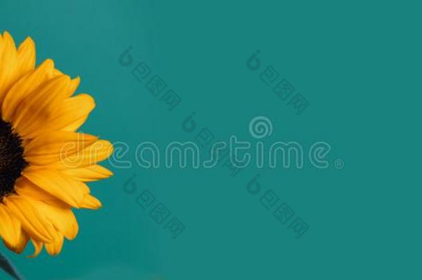一明亮的和煦的：照到阳光的向日葵和水珠落下向黄色的花瓣向Coloran美国科罗拉多州