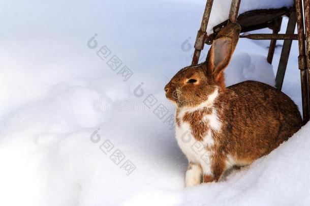 水平的看法关于棕色的颜色野兔一次向雪,复制品空间