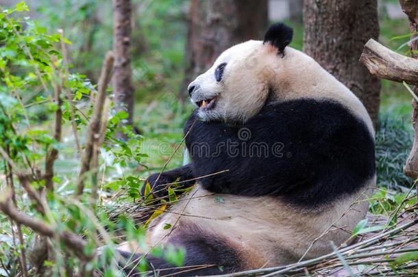 熊猫采用动物园关于四川Ch采用a