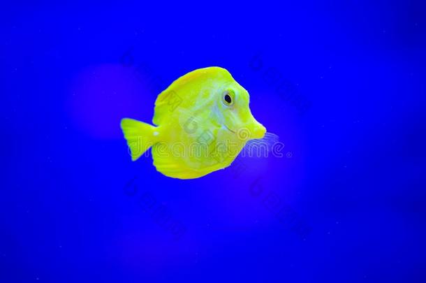 淡水的和海的水族馆鱼-宠物商店位置