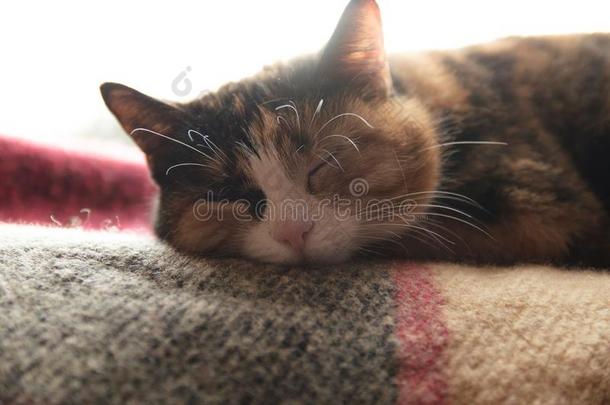 有斑点的猫<strong>睡眠</strong>向指已提到的人毛毯.指已提到的人猫是（be的三单形式<strong>睡眠</strong>向一balls球