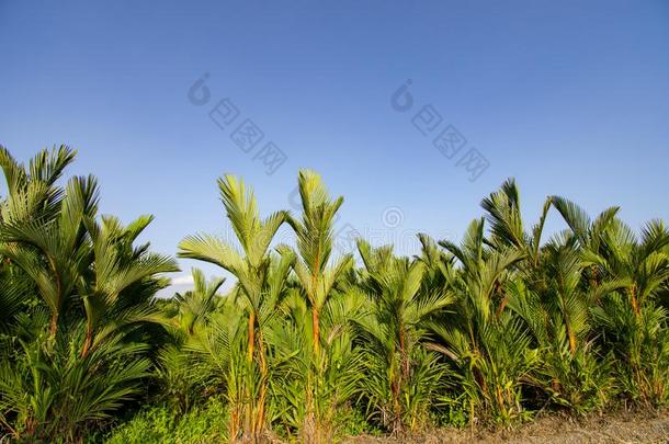 槟榔科手掌植物一cle一r天b一ckground