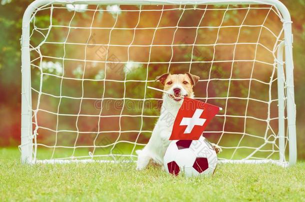 狗同样地有趣的扇子关于瑞士国家的队和旗柔道