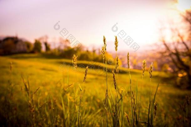 田园诗般的金色的风景傍晚风景:夏草地,日落