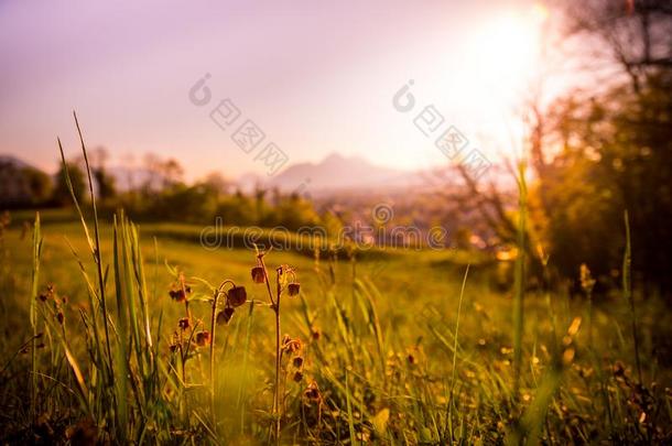 田园诗般的金色的风景傍晚风景:夏草地,日落